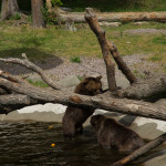 Brunbjörn 9