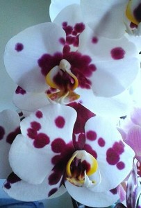 Orkidéernas egen dalmatiner!