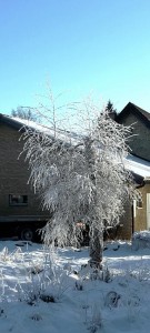 Frosten är så tjock att trädet ser konstgjort ut. 