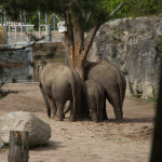 3 elefantrumpor. 