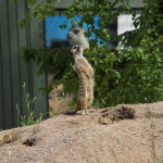 Sture surikat hade stenkoll på allt som rörde sig i luften. 