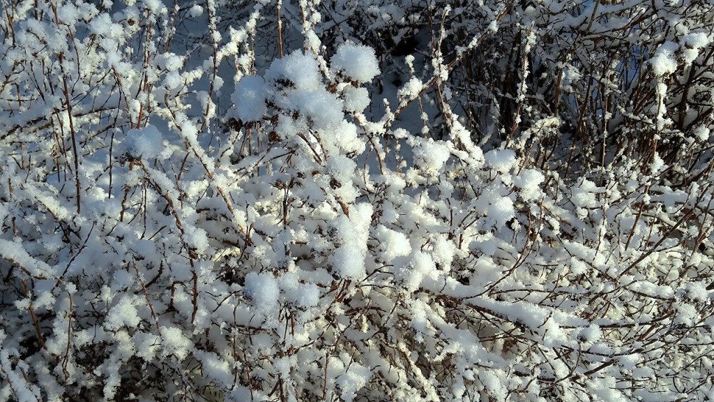 Snøv Snuvigt | Mitt liv i ord